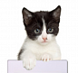 Наклейка "Котёнок Доминошка". Наклейки на выключатели и розетки купить
